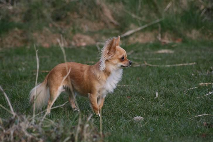 Chihuahua Rosita billede 13