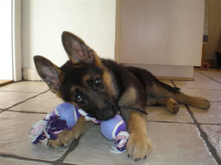 Schæferhund Payana - gnaske, gnaske, gnaske... billede 2