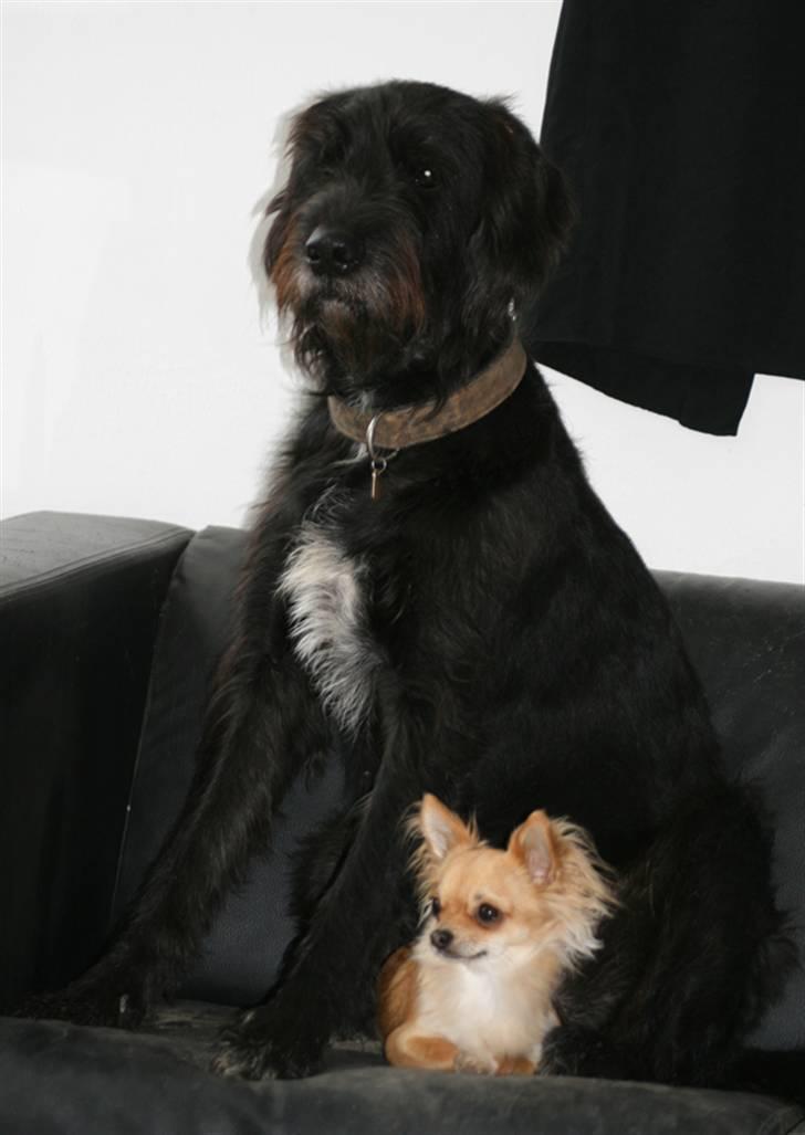 Chihuahua Rosita billede 14