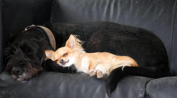 Chihuahua Rosita billede 15