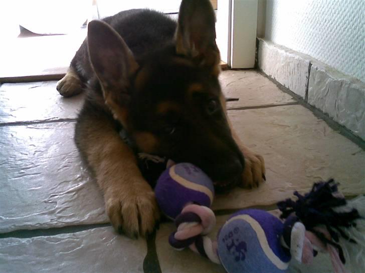 Schæferhund Payana - dagen efter vi hentede hende.. 11 uger gammel.. billede 3