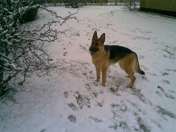 Schæferhund Payana - Februar 2009 billede 4