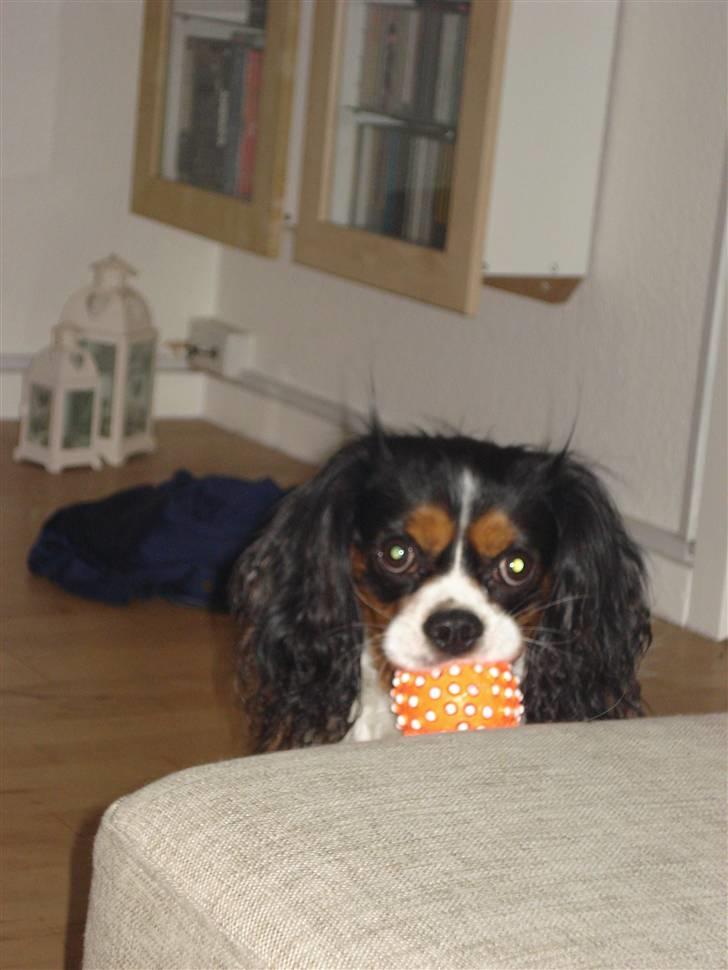 Cavalier king charles spaniel Dinho - Dinho leger med sin ynglings bold :o) billede 3