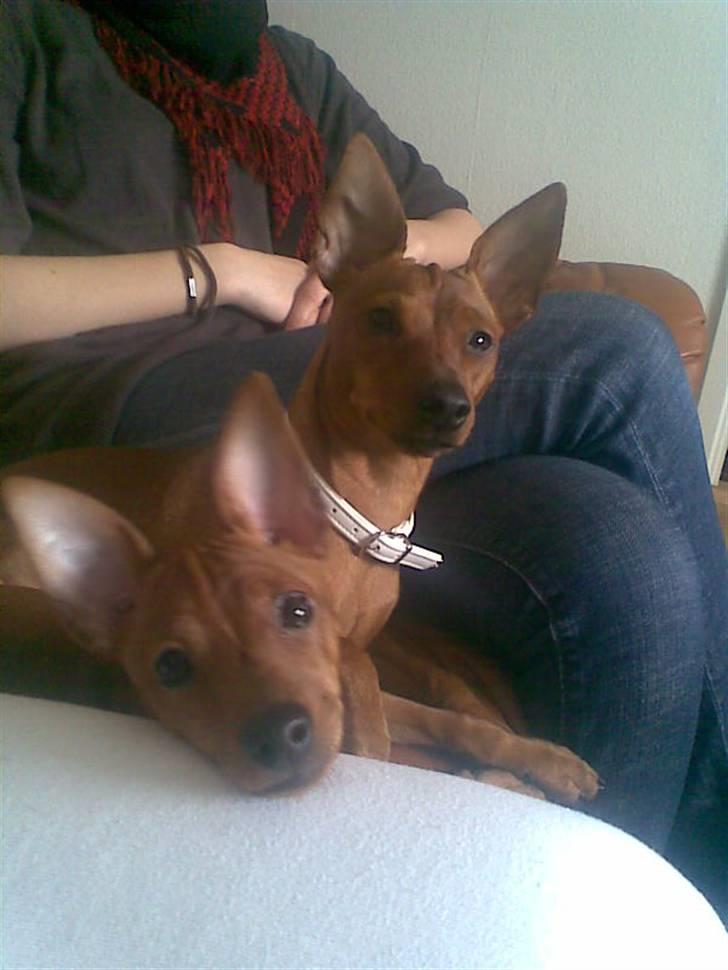 Dvaergpinscher Chanti - Chanti og hendes lille datter <3 12/4-08 billede 15