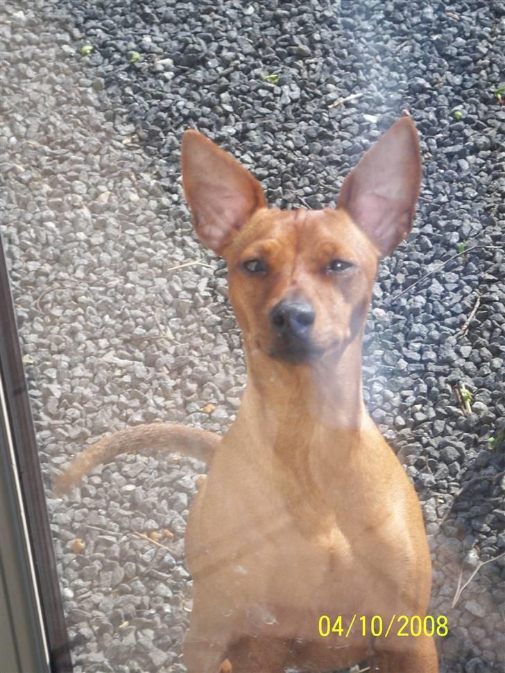 Dvaergpinscher Chanti - Chanti prøver at se ind gennem ruden =) billede 16