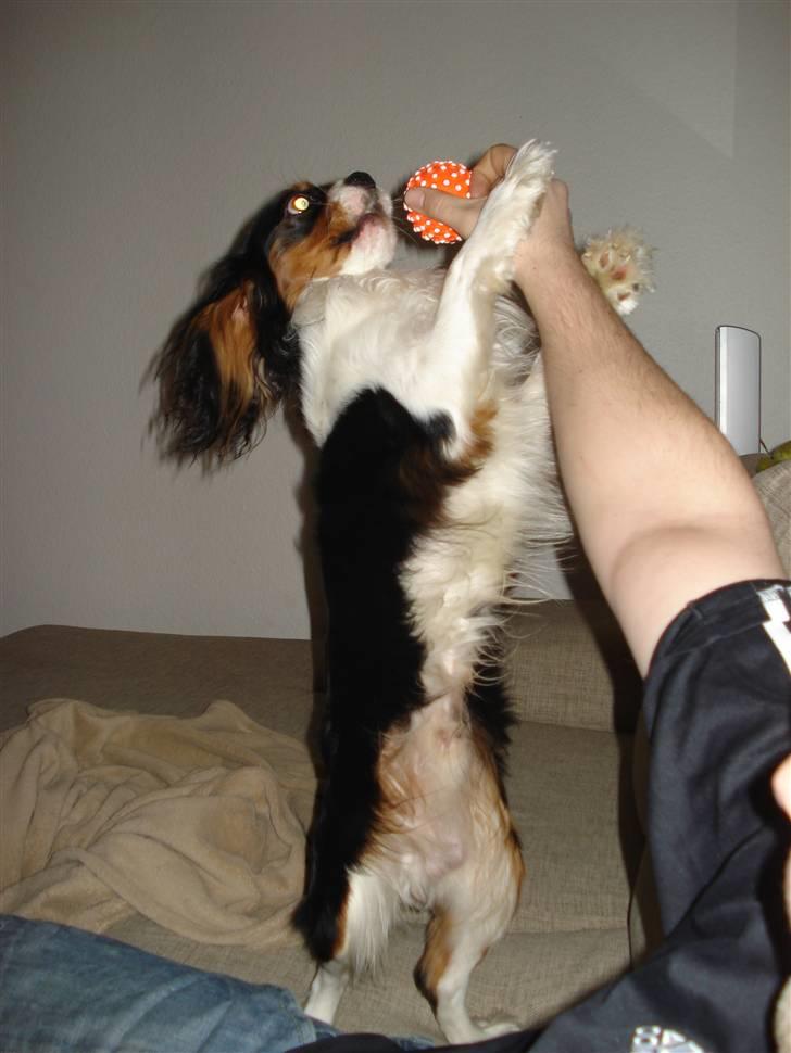 Cavalier king charles spaniel Dinho billede 4