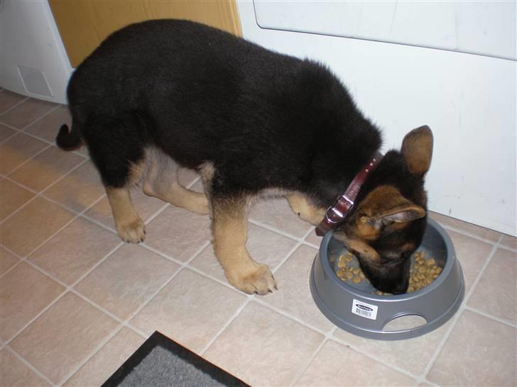 Schæferhund Payana - sulten efter en lang gåtur... billede 5