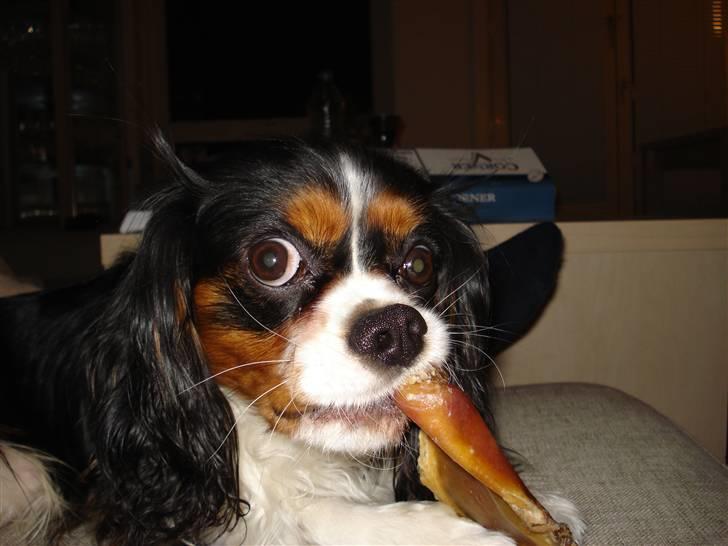 Cavalier king charles spaniel Dinho - Lidt overrasket Dinho, der nyder sit griseøre :o) billede 5