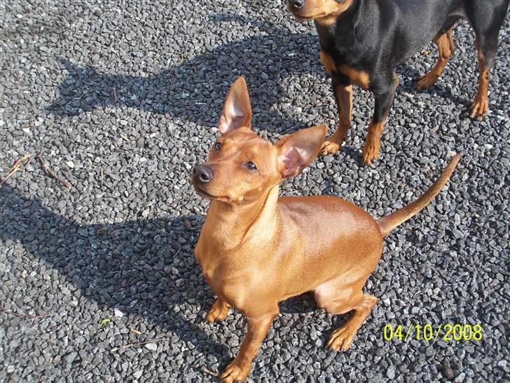 Dvaergpinscher Chanti billede 17