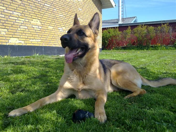 Schæferhund Payana - Puste, puste, puste.. Det er hårdt at være hund i den varme.. ;) billede 6