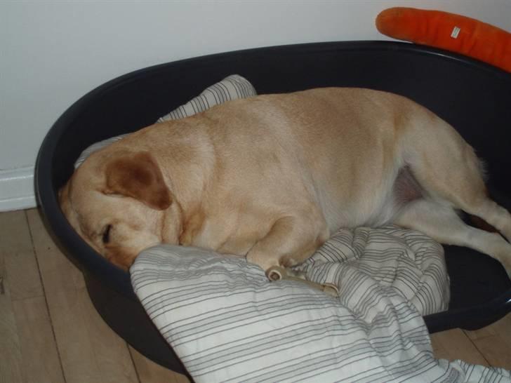 Labrador retriever Nala billede 8