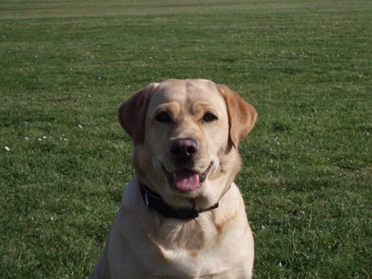 Labrador retriever Nala billede 9