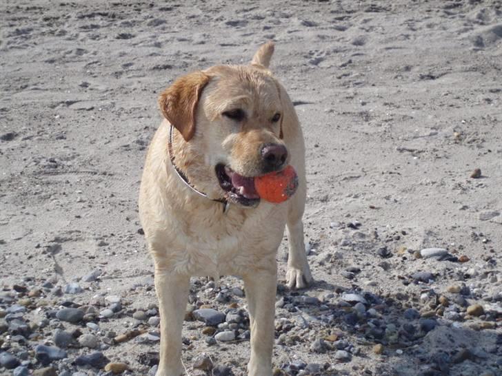 Labrador retriever Nala billede 10