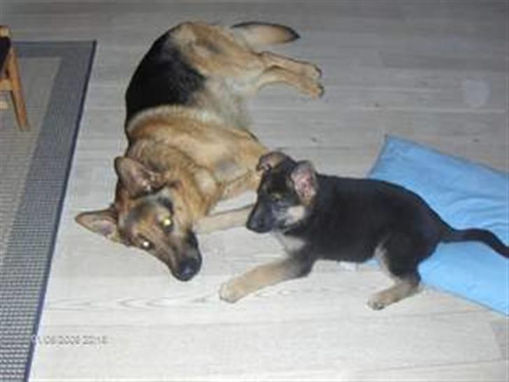 Schæferhund Payana - min moaaaar... billede 7