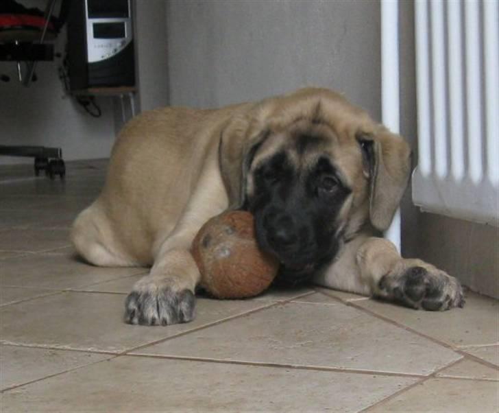 Mastiff Mocca - Hugedogge Rebecca - 13 uger - og eeelsker sin kokosnød billede 9