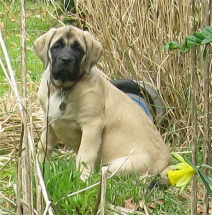 Mastiff Mocca - Hugedogge Rebecca - 13 uger i SIT hjørne af haven billede 10