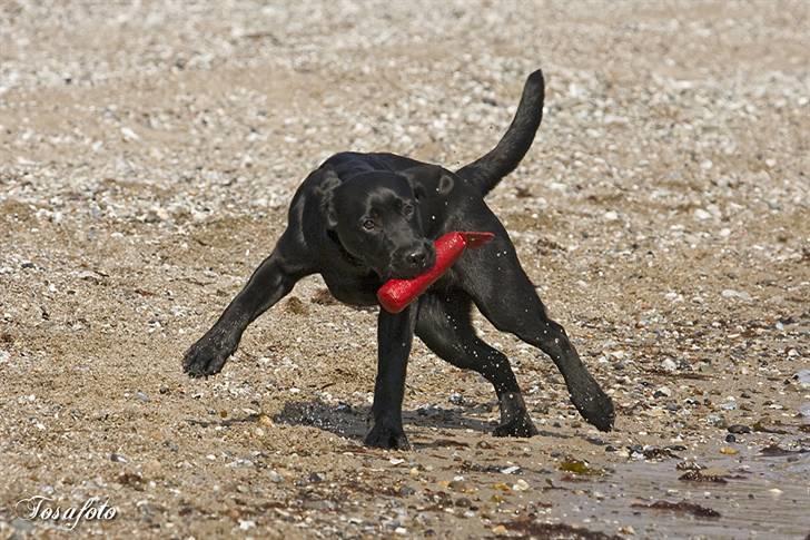 Labrador retriever Happy Tail Wag´s Tiscapa billede 11