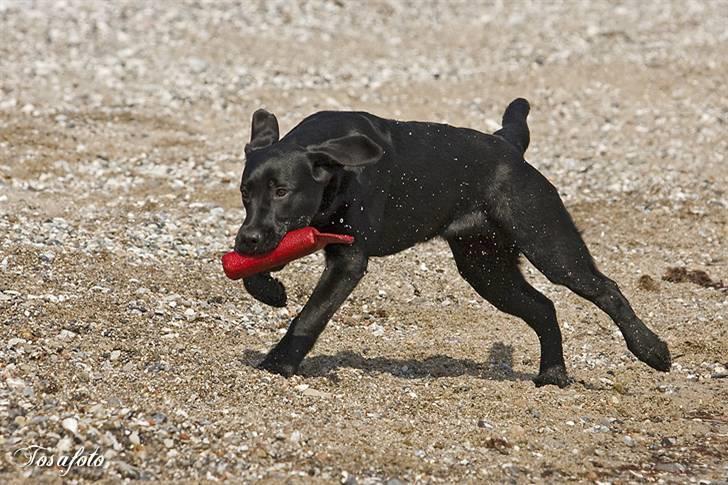 Labrador retriever Happy Tail Wag´s Tiscapa billede 12