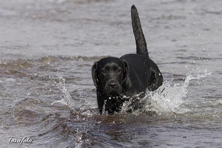 Labrador retriever Happy Tail Wag´s Tiscapa billede 13
