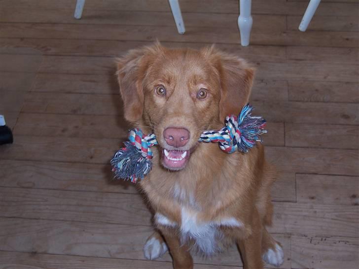 Nova scotia duck tolling retriever Zir Iglo billede 1