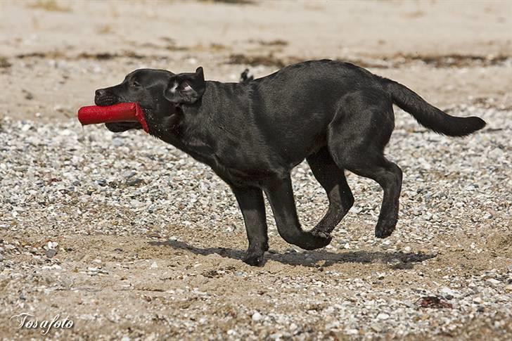 Labrador retriever Happy Tail Wag´s Tiscapa billede 14