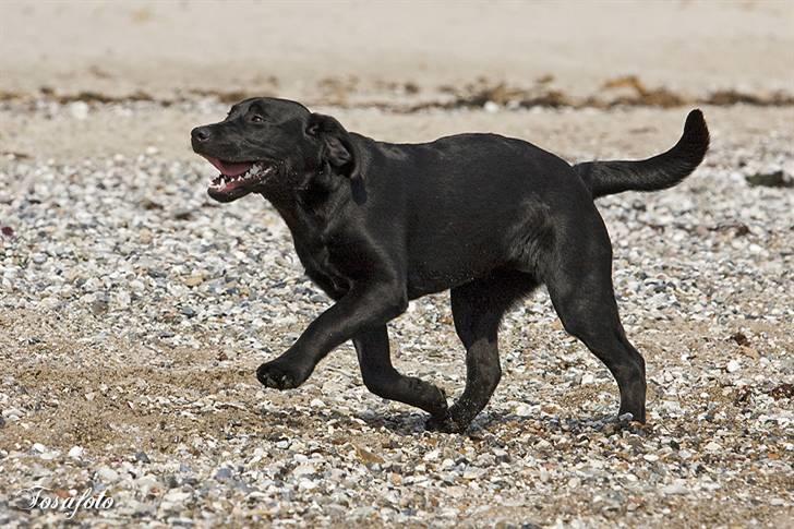 Labrador retriever Happy Tail Wag´s Tiscapa billede 15