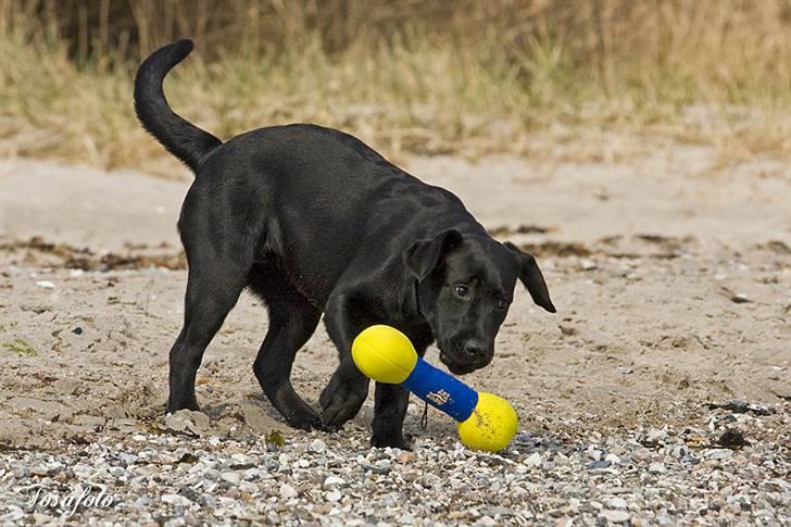 Labrador retriever Happy Tail Wag´s Tiscapa billede 16