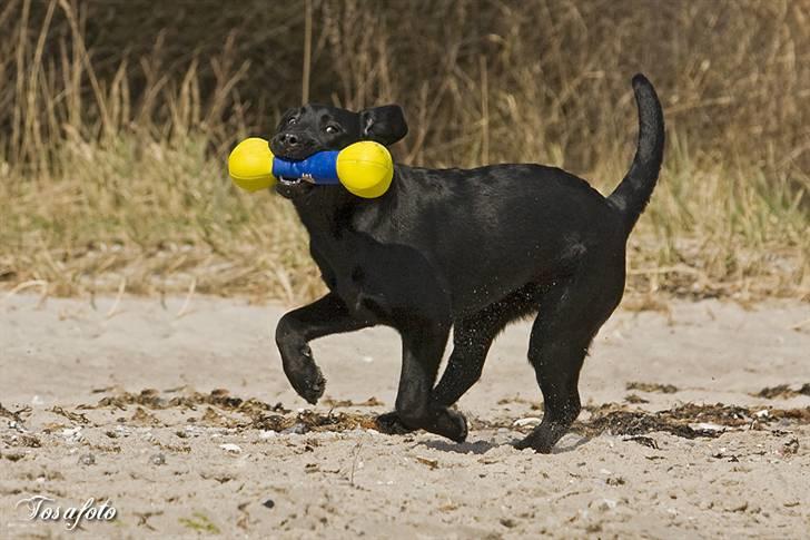 Labrador retriever Happy Tail Wag´s Tiscapa billede 17