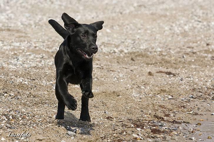 Labrador retriever Happy Tail Wag´s Tiscapa billede 18