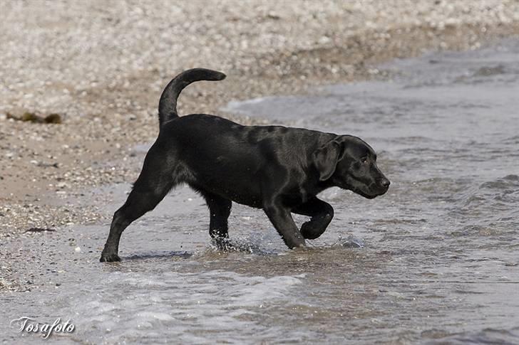 Labrador retriever Happy Tail Wag´s Tiscapa billede 19