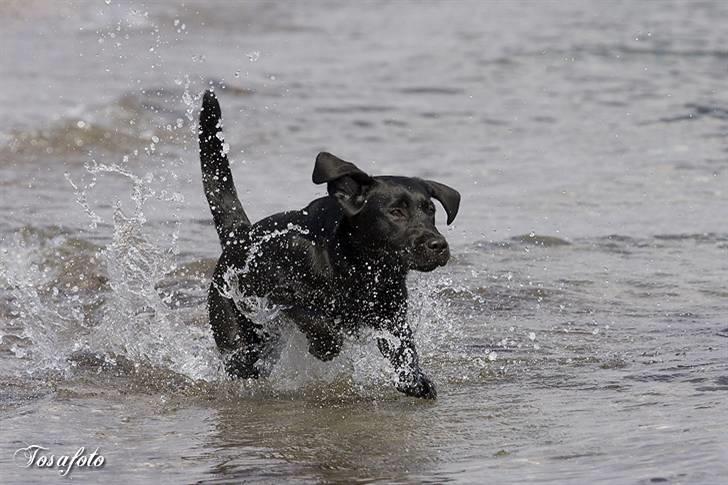 Labrador retriever Happy Tail Wag´s Tiscapa billede 20