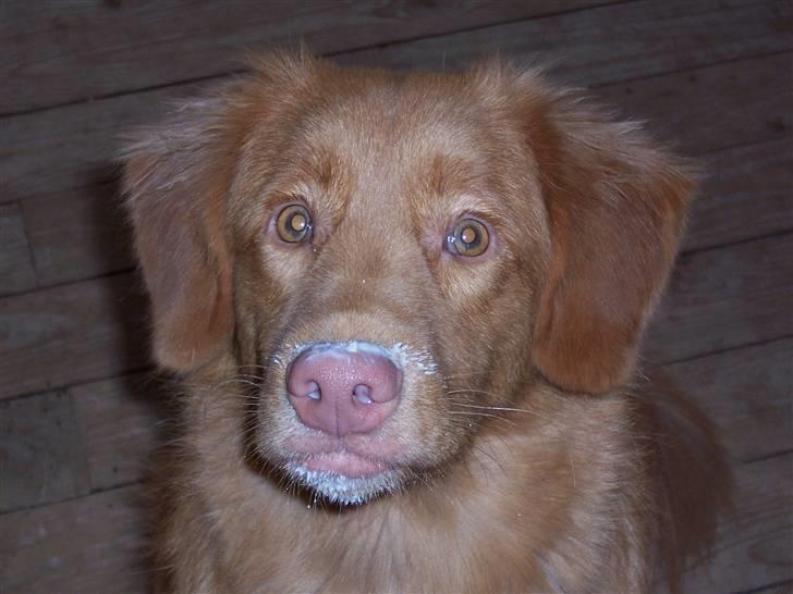 Nova scotia duck tolling retriever Zir Iglo billede 2