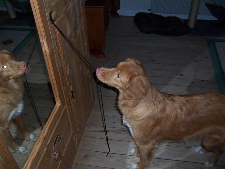 Nova scotia duck tolling retriever Zir Iglo billede 3