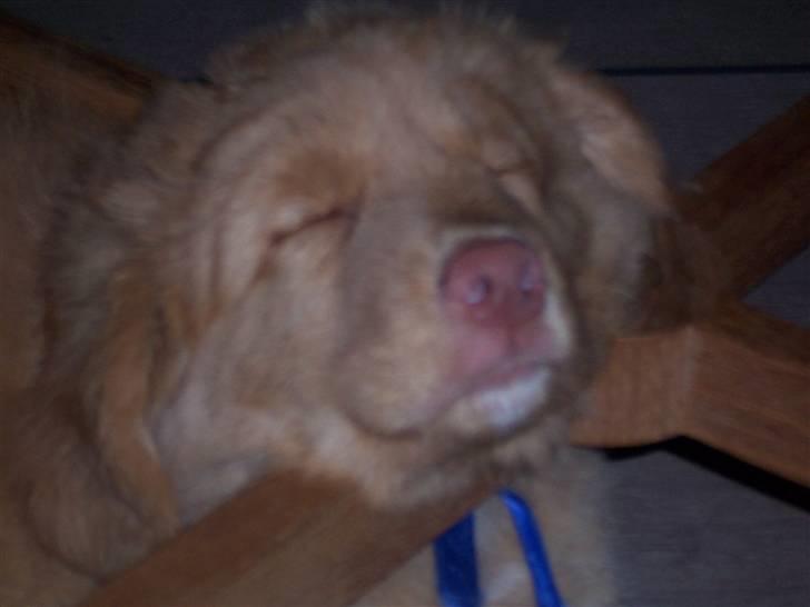 Nova scotia duck tolling retriever Zir Iglo billede 6