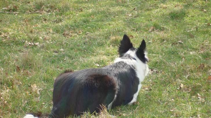 Border collie Taps billede 14