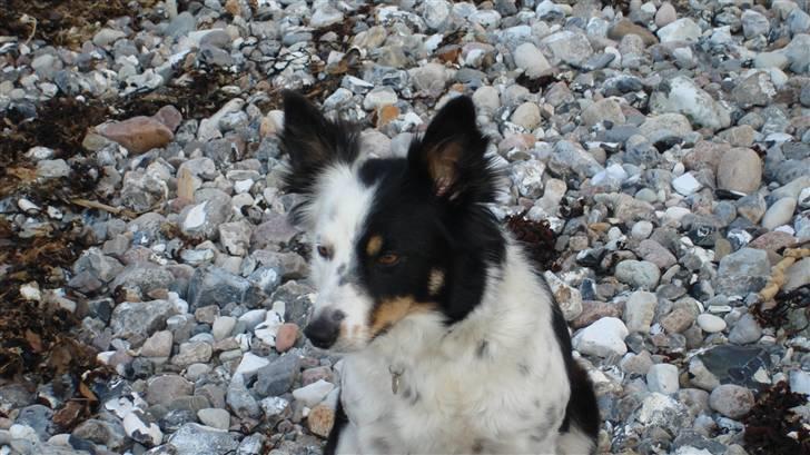 Border collie Taps billede 15