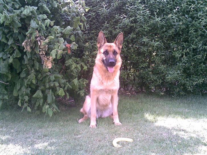 Schæferhund Payana - Sommeren 2009 billede 8