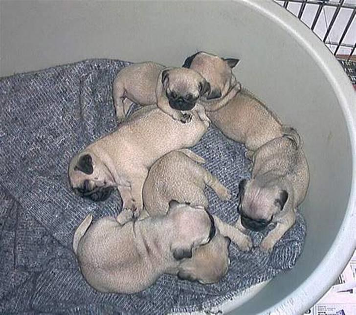 Mops Sille - sille i hendes kuld 2005 billede 19