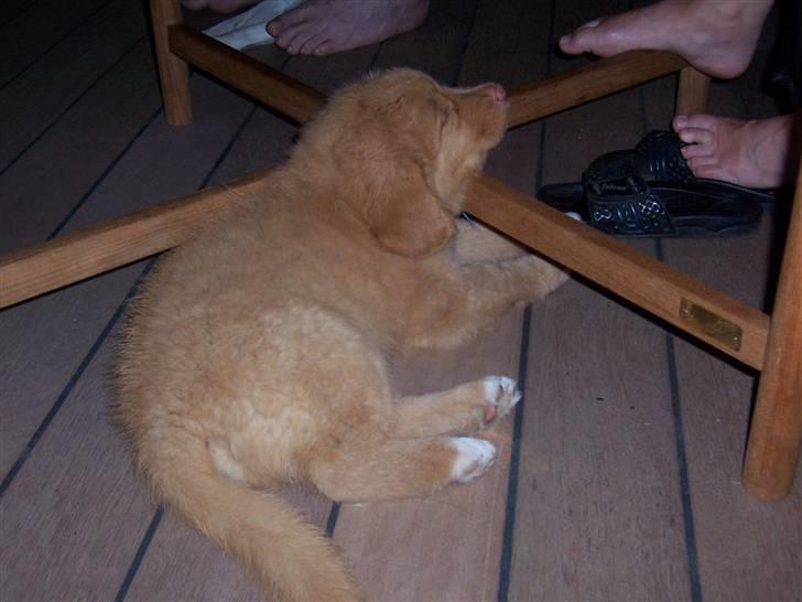 Nova scotia duck tolling retriever Zir Iglo billede 7