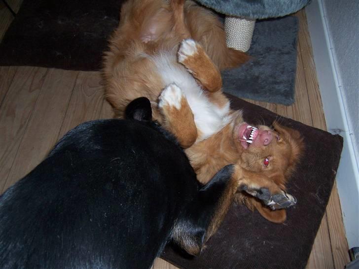 Nova scotia duck tolling retriever Zir Iglo billede 9