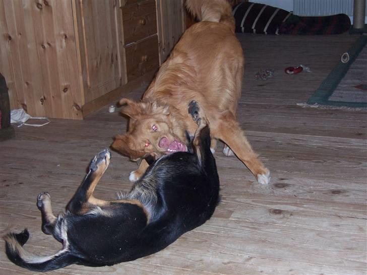 Nova scotia duck tolling retriever Zir Iglo billede 10