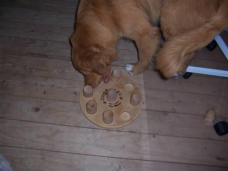 Nova scotia duck tolling retriever Zir Iglo billede 12