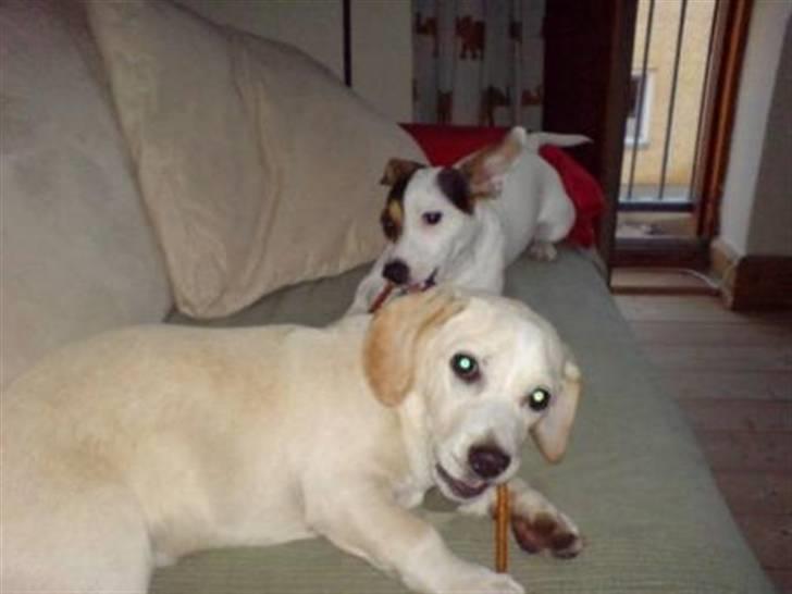 Jack russell terrier Selma :( død 28/7 10:( - Så har jeg min legekammerat på besøg billede 20