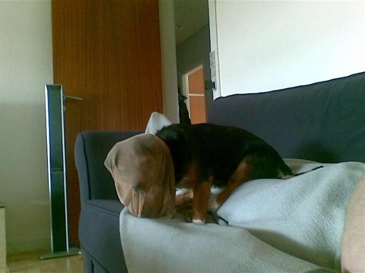 Blanding af racer Bella - Himmelhund...<3 - Moar? Dine Nylonstrømper sidder fast!? billede 13