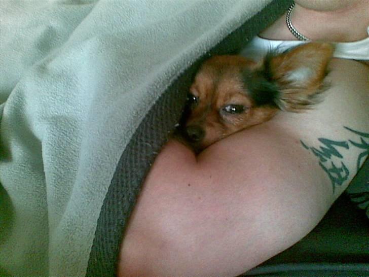 Blanding af racer Bella - Himmelhund...<3 - Mmm.. Putte med Mads.. (Mors kammerat) billede 14