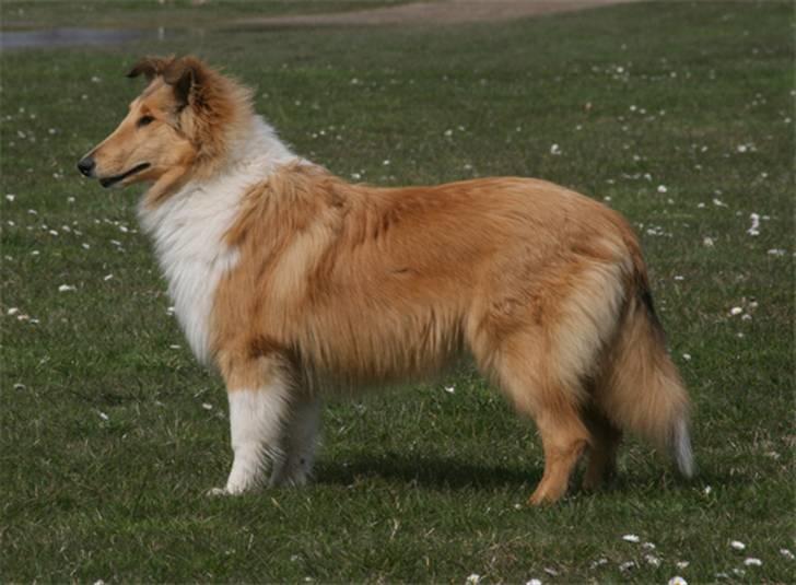 Collie langhåret Lapinette´s Prima Donna - 6 mdr gammel billede 9