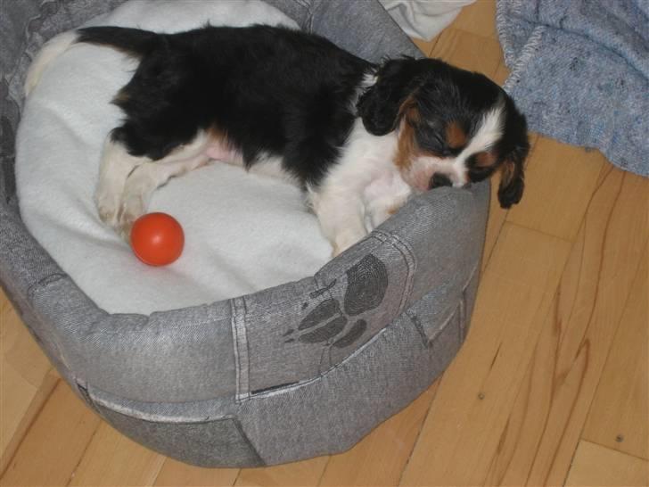 Cavalier king charles spaniel Dinho - Dinho som hvalp... Sover trygt i sin kurv billede 6