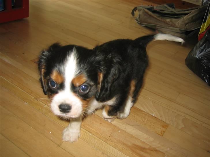 Cavalier king charles spaniel Dinho - Dinho som hvalp billede 7