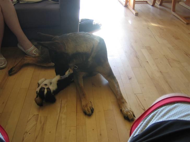 Cavalier king charles spaniel Dinho - Dinho med sin bedste ven, Kenzo billede 8