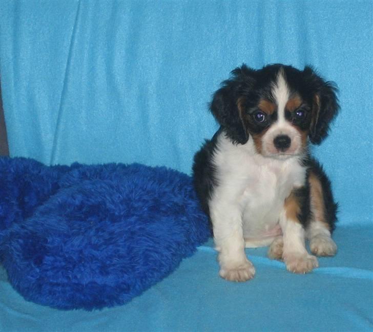 Cavalier king charles spaniel Dinho - Dinho som hvalp, i sit eget hjørne af sofaen billede 9
